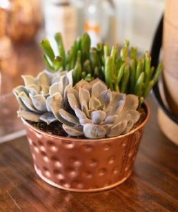 Mom's Succulent Oasis