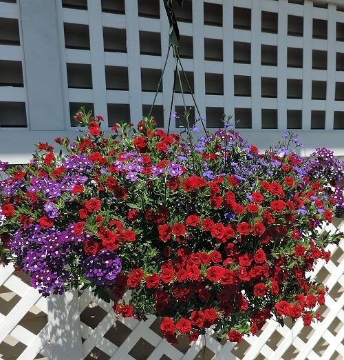 Outdoor Blooming Hanging Basket (10" Single Variety )