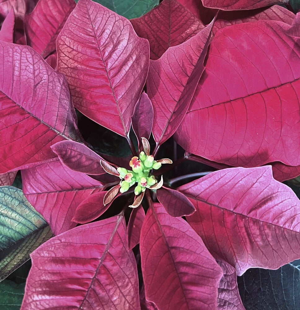 Burgundy Poinsettia in Basket (Extra Large)