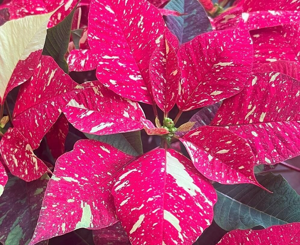 Jingle Bell Poinsettia in Basket (Standard)