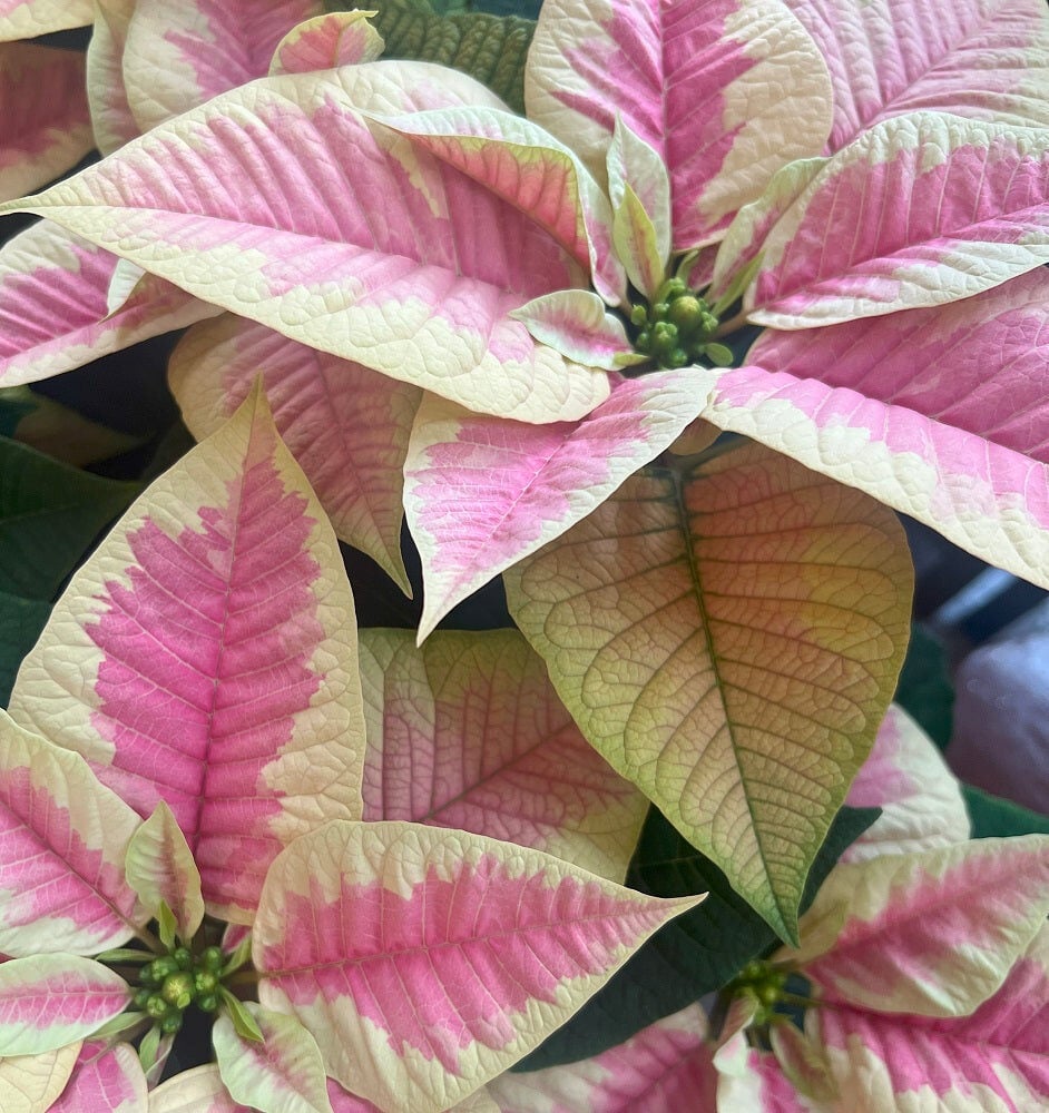 Marble Poinsettia in Basket (Standard)