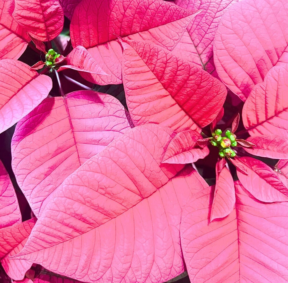 Pink Poinsettia in Basket (Standard)