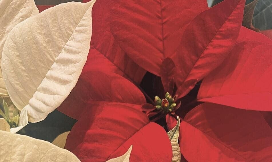 Red White Combo Poinsettia in Basket (Medium)