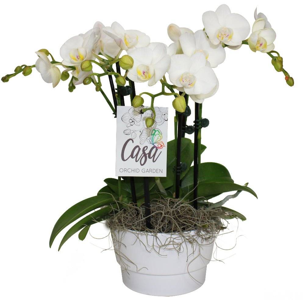 Rustic Orchid Planter