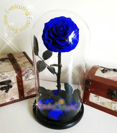 Everlasting Blue Rose Premium