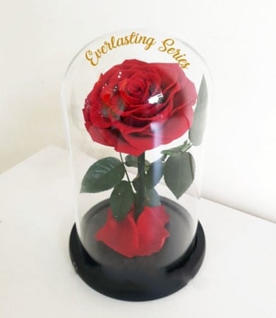 Everlasting Red Rose Premium