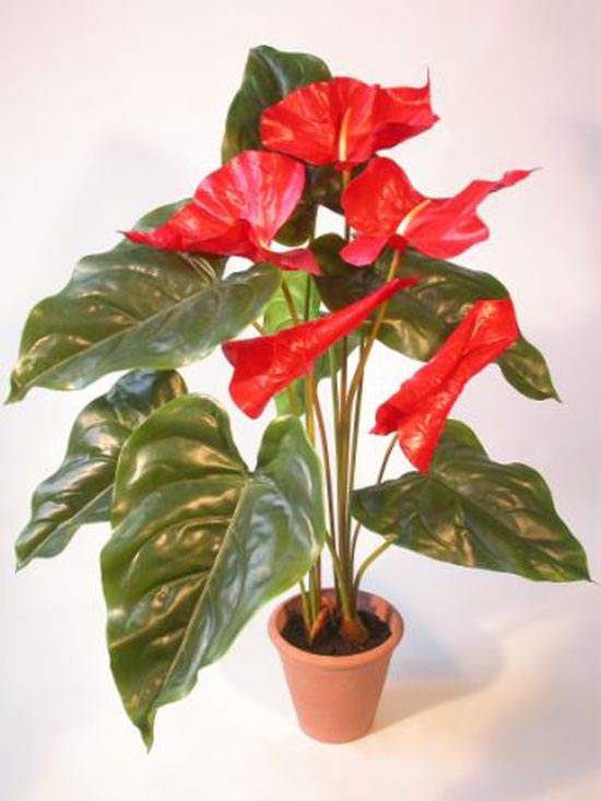 Potted Anthurium