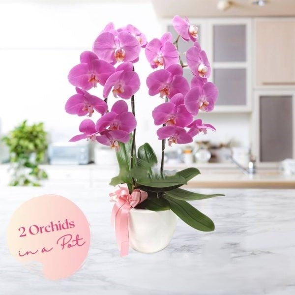 Bunga Meja: Potted Purple Ochids (2 stems)