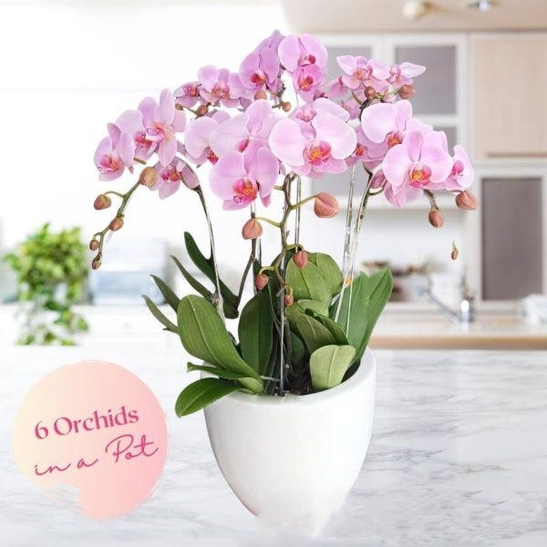 Potted Pink Ochids (6 stems)