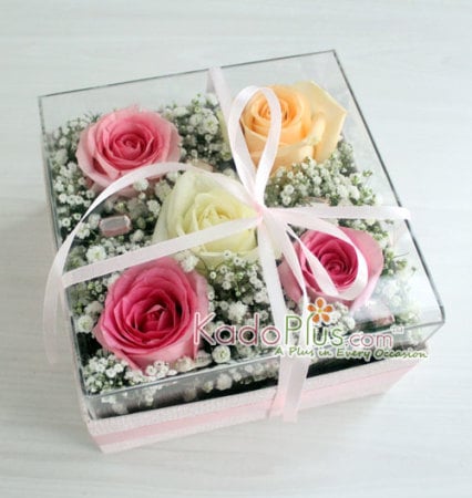 Splendeur Box: Colorful Clarity