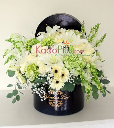 Splendeur Box: Monochrome