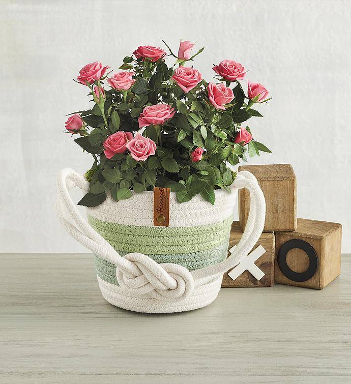 Pink Mini Rose