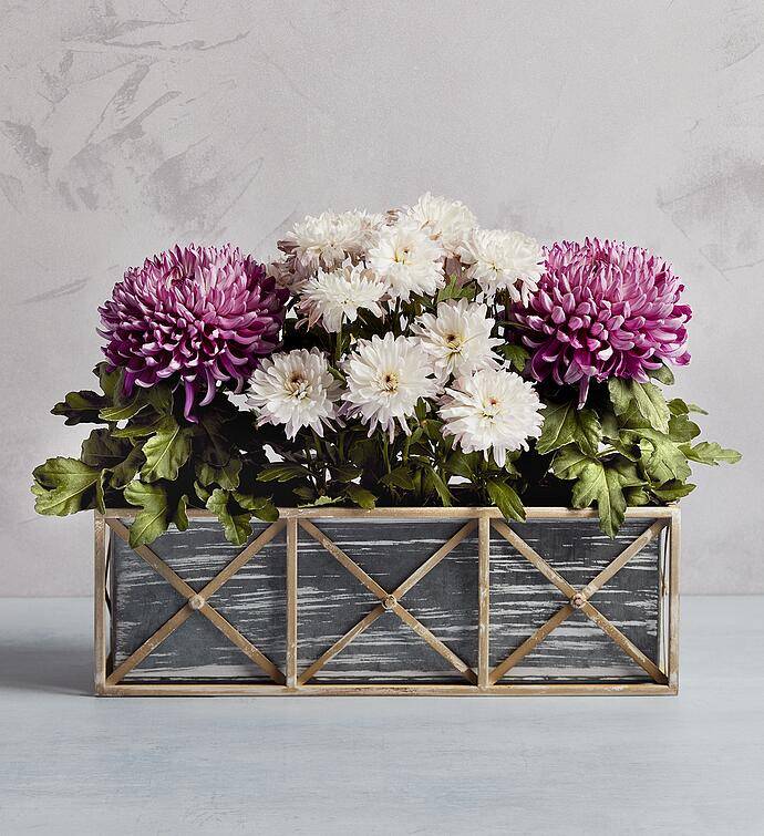 Happy Mums Day Plant Gift Trio