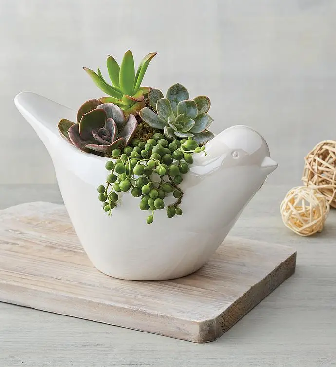 Succulents in Dove Planter
