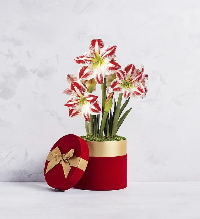 Candy Cane Amaryllis - Double