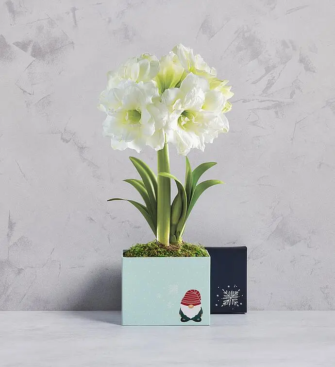 White Ruffle Amaryllis Single