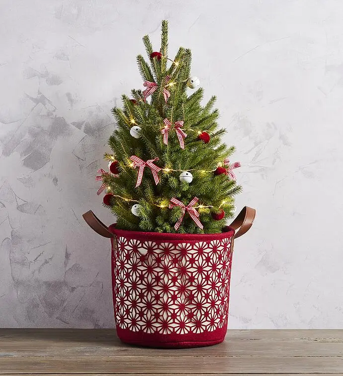 Decorated Spruce Christmas Tree