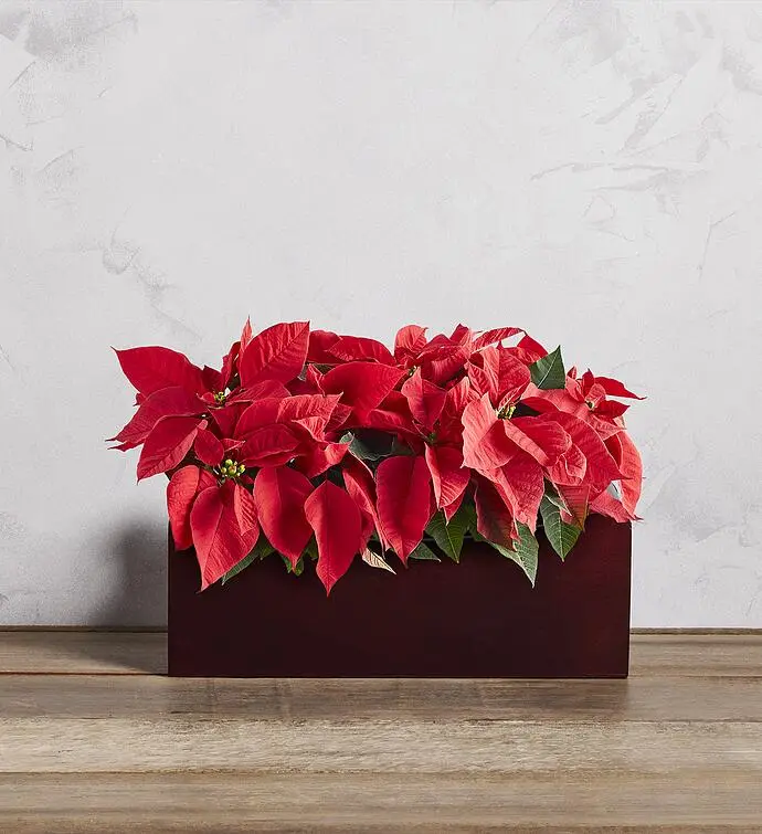Holiday Mini Poinsettia Trio