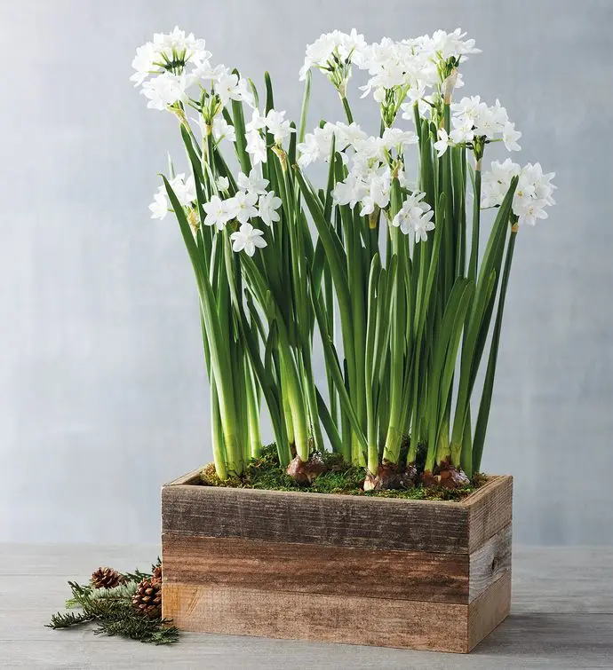 Paperwhites Bulb Garden in Reclaimed Wood Box