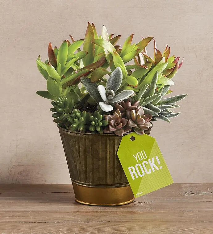 "You Rock" Succulent Gift