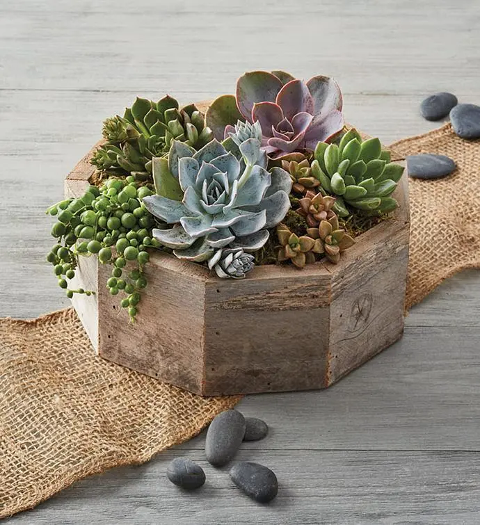 Reclaimed Wood Succulent Centerpiece