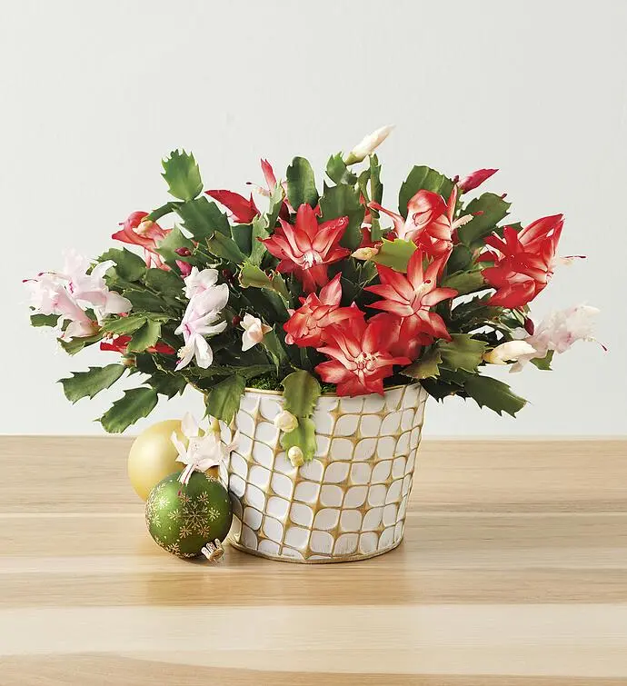 Christmas Cactus