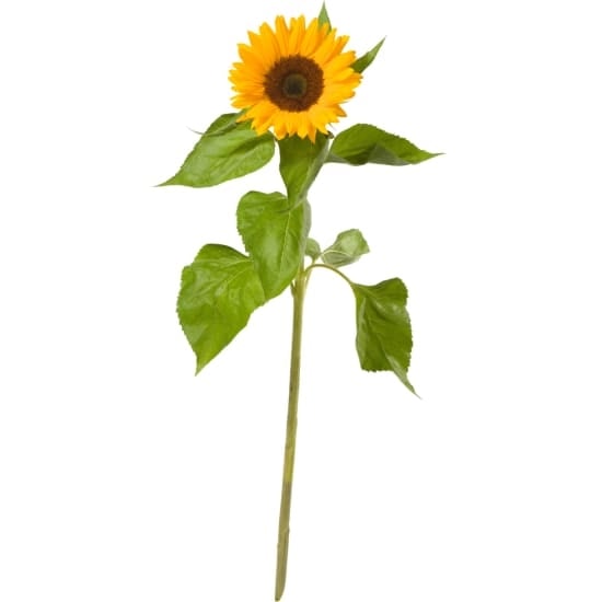 A Small Sun (1 sunflower)
