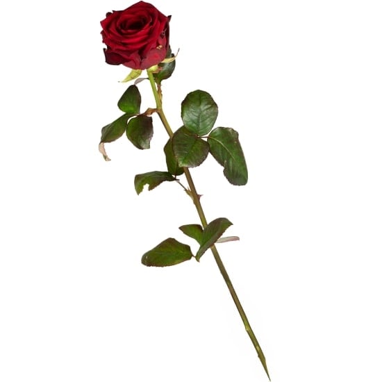 1 Red Rose