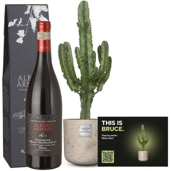 Mannerpflanze «This is Bruce» (Euphorbia) with Amarone Albino Armani DOCG (75 cl)
