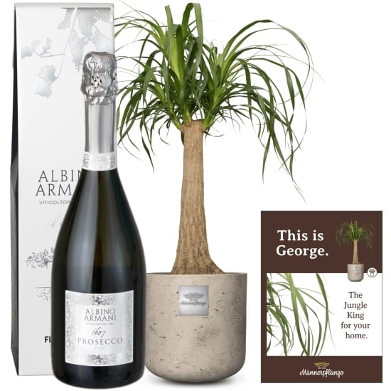 Männerpflanze «This is George» (Beaucarnea recurvata) with Prosecco Albino Armani DOC (75 cl)