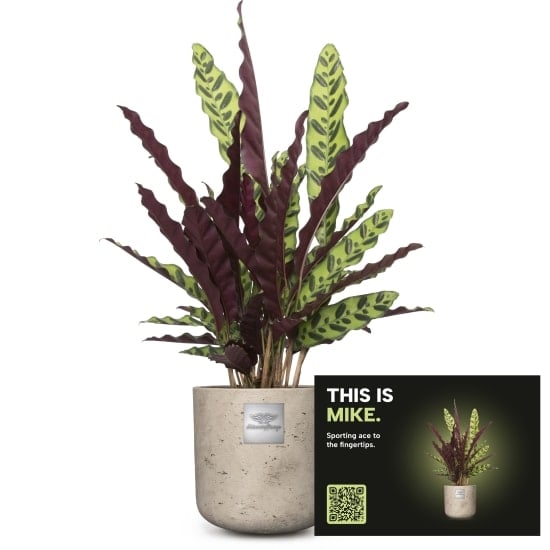 Mannerpflanze «This is Mike» (Calathea)