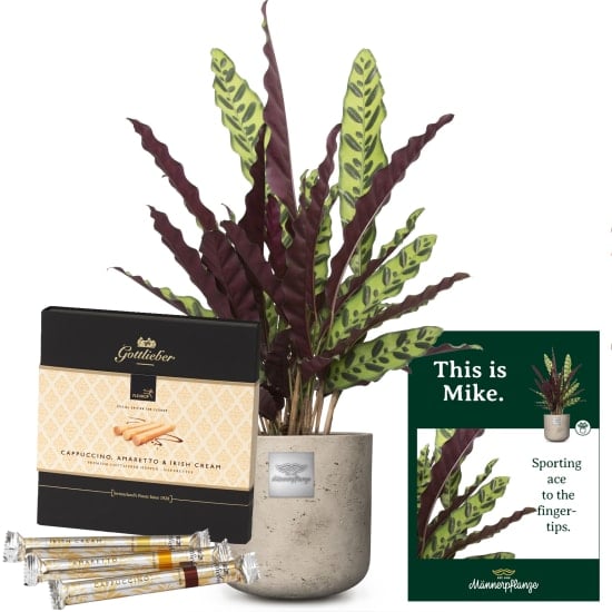 This is Mike (Calathea) with Gottlieber HÃ¼ppen Special Edition for Fleurop