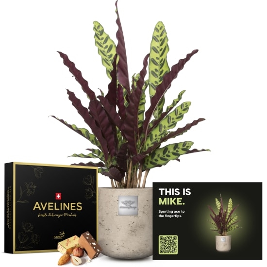 Mannerpflanze «This is Mike» (Calathea) with Avelines pralines from Maestrani