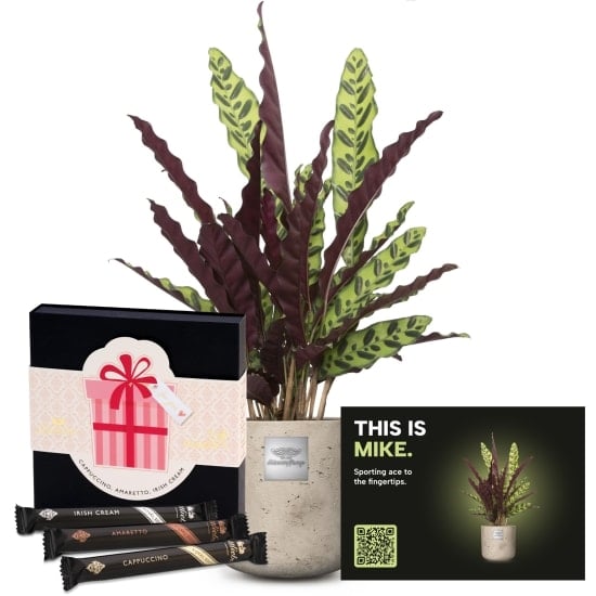 Mannerpflanze «This is Mike» (Calathea) with Gottlieber Huppen ««For You»