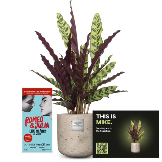 Mannerpflanze «This is Mike» (Calathea) with a CHF 50.- voucher for the musical «Romeo & Julia»