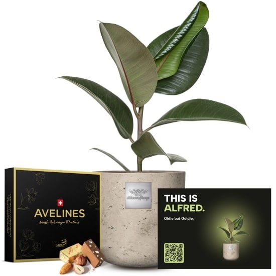 Mannerpflanze «This is Alfred» (Ficus elastica 'Robusta') with Avelines pralines from Maestrani
