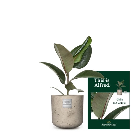 This is Alfred (Ficus elastica 'Robusta')