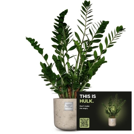 Mannerpflanze «This is Hulk» (Zamioculcas zamiifolia)