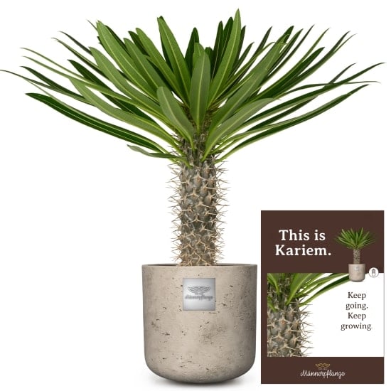 This is Kariem (Pachypodium lamerei)