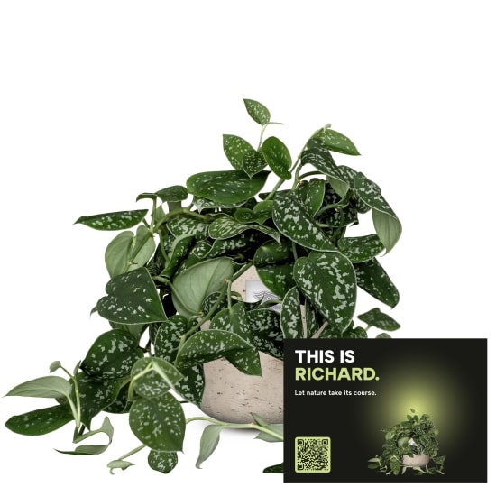 Mannerpflanze «This is Richard» (Scindapsus pictus)