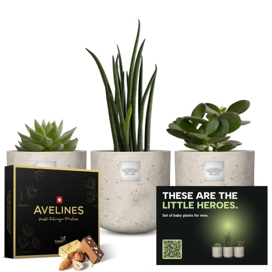 Set of baby plants for men «Little Heroes» with Avelines pralines from Maestrani