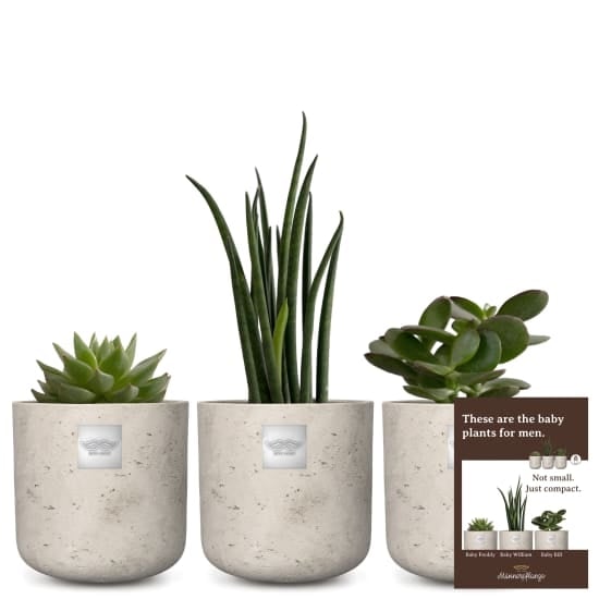 Set of baby plants for men