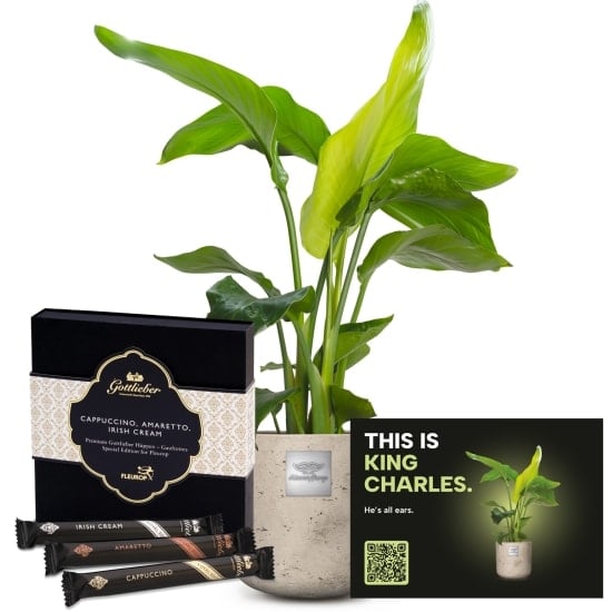 Mannerpflanze «This is King Charles» (Strelitzia Nicolai) with Gottlieber Huppen «Special Edition for Fleurop»