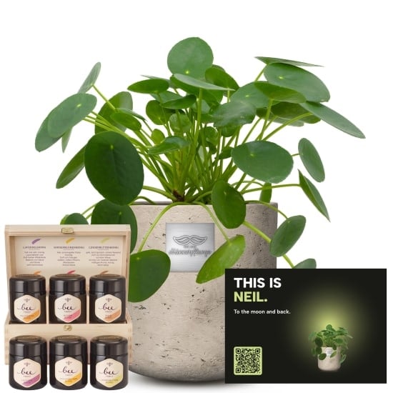 Mannerpflanze «This is Neil» (Pilea peperomioides) with Bee-Family honey gift set