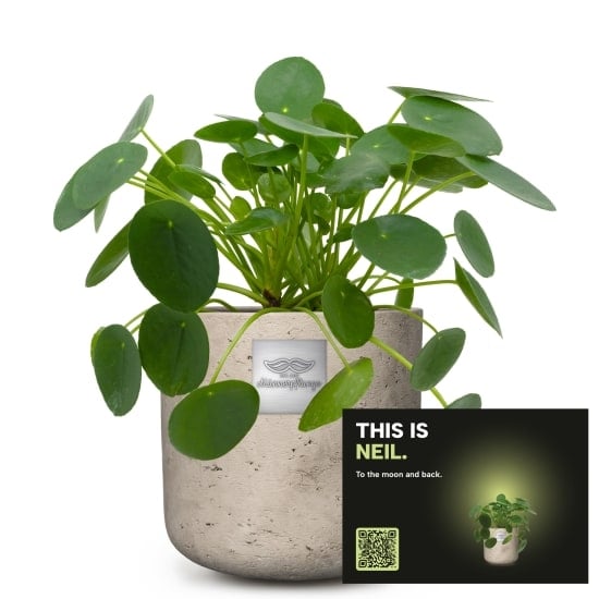 Fleurop Mannerpflanze «This is Neil» (Pilea peperomioides)