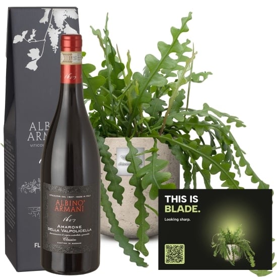 Mannerpflanze «This is Blade» (Epiphyllum anguliger) with Amarone Albino Armani DOCG (75 cl)