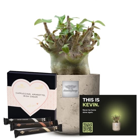 Mannerpflanze «This is Kevin» (Adenium obesum) with with Gottlieber Huppen «With Love»