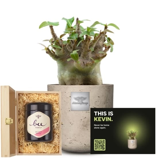 Mannerpflanze «This is Kevin» (Adenium obesum) with Bee-Family Swiss blossom honey