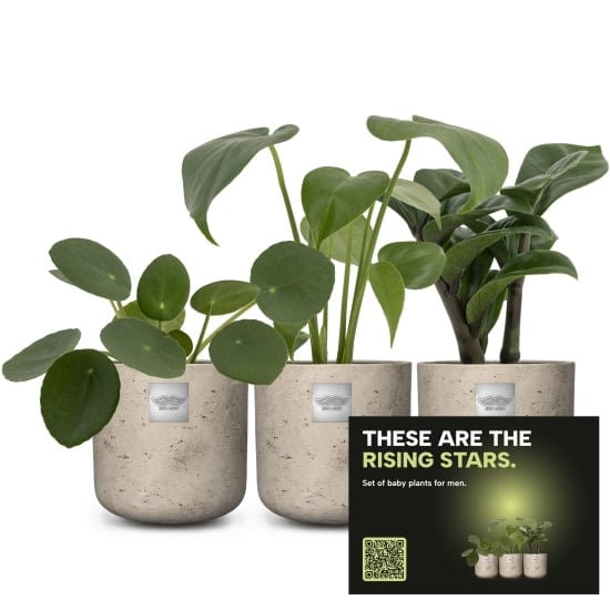 Set of baby plants for men «Rising stars»
