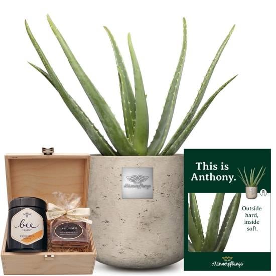 This is Anthony (Aloe vera) with Honey & Sweet gift box from Bee-Family & Gottlieber